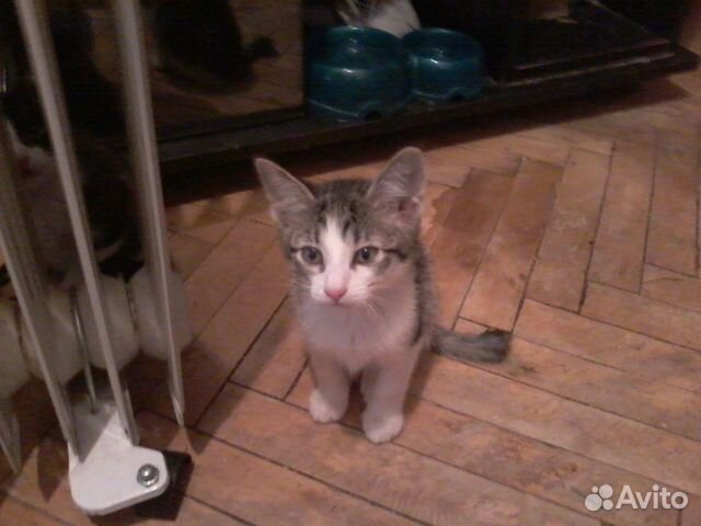 Котята Котята
