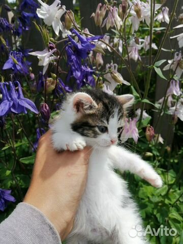 Котенок 2 месяца девочка