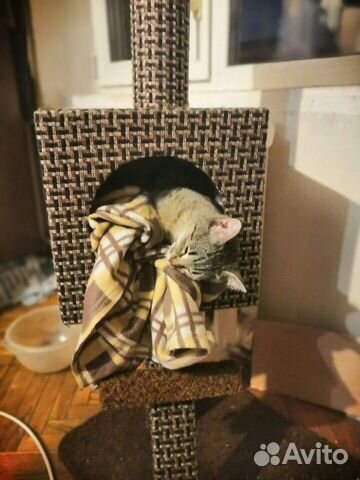 Кошка, в добрые руки Кошка, в добрые руки