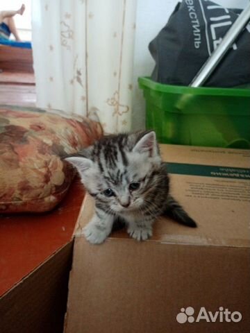 Шотландские вислоухие котята Шотландские вислоухие котята