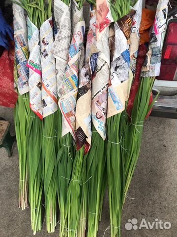 Гладиолусы из Краснодара. Срезка