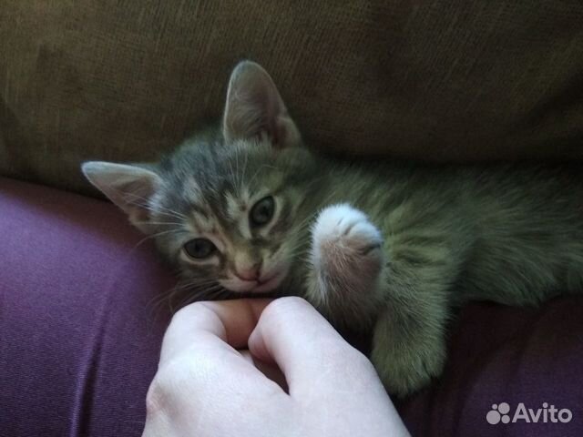 Отдам в добрые руки котёнка