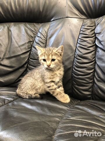 Веселые котята