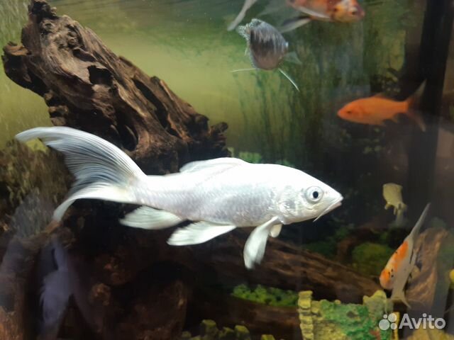 Рыба аквариумная