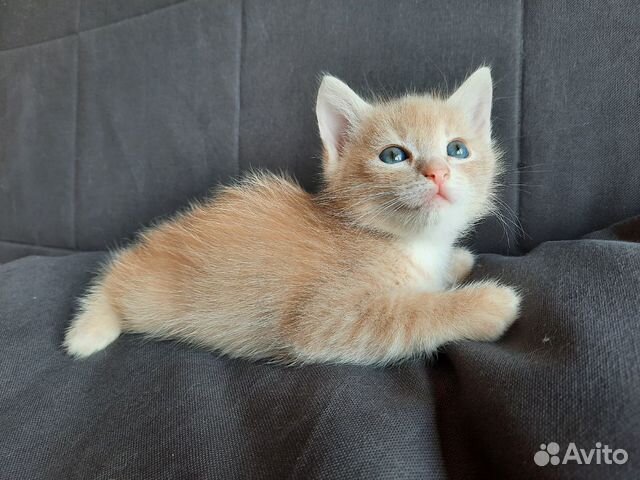 Котята Котята