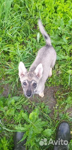 Щенок. Девочка. Вырастет некрупной Щенок. Девочка. Вырастет некрупной