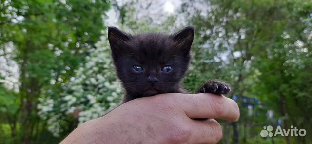 Милые котята метисы