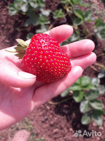 Рассада клубники