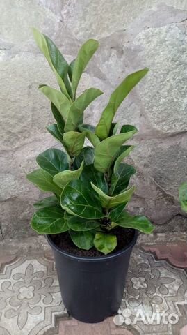 Фикус Лирата дерево Бамбино калуминарис