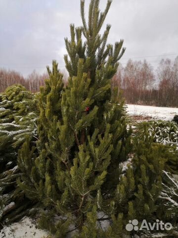 Авито Сосна Новогодняя Купить