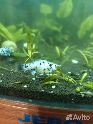 Рыбки и корма