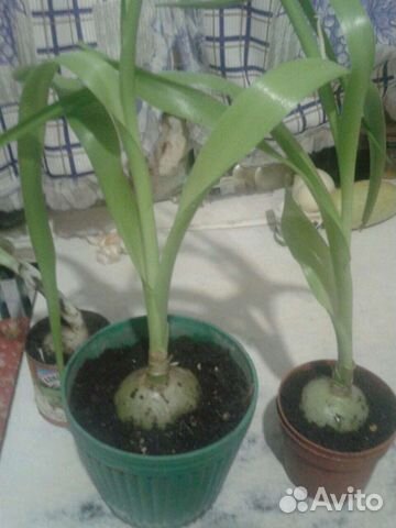 Индийский лук (лечебное растение)