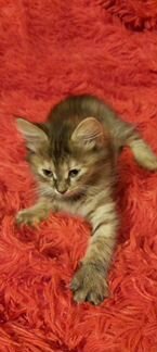Кошка