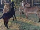 Дойные Нуйбийские козы