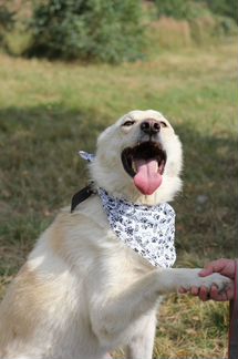 Славный пёс в дар