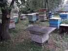 Продается пасека с пчелами