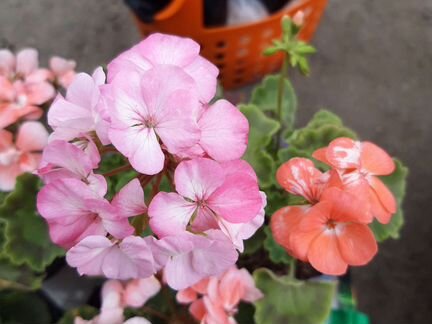 Герань(пеларгония ) зональная разных расцветок