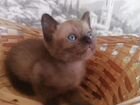 Бурманские котята, бурма кошка, вязка бурма объявление продам