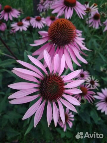 Садовые цветы