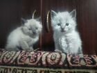 Котята от тайской кошки объявление продам