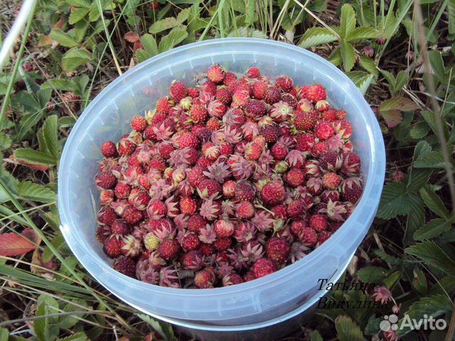 Полоника садовая саженцы