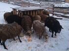 Курдючные бараны овцы эдильбаевская порода и Роман