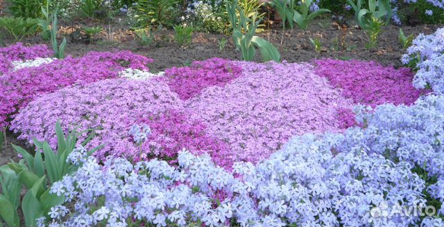 Почвопокровные многолетники флоксы гвоздика и др