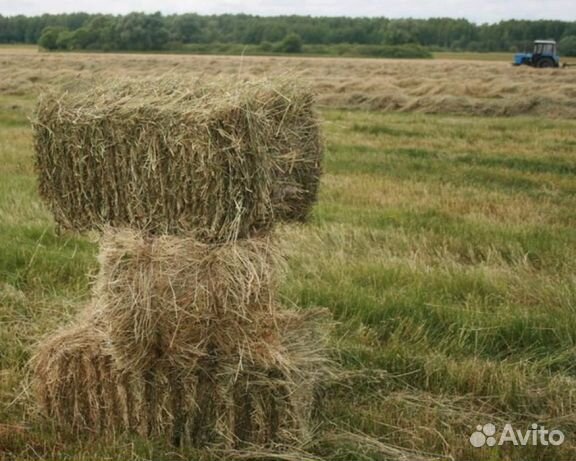 Сено и солома в чем разница фото