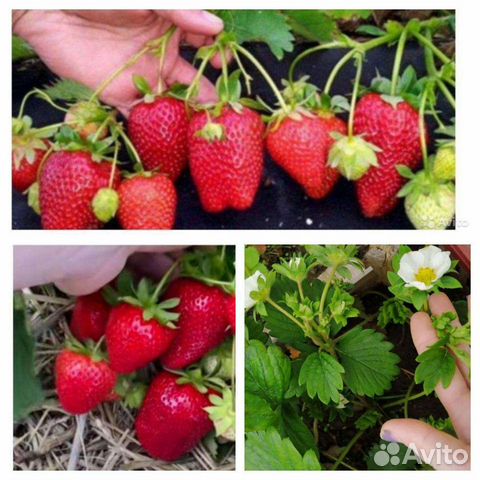 Рассада клубники Гигантелла