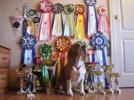 Кобель для вязки. Бигль