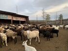 Овцы, бараны объявление продам