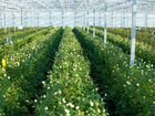 Тепличное производство цветов (розы). Беларусь