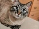 Кот породы Невская Маскарадная бесплатно объявление продам