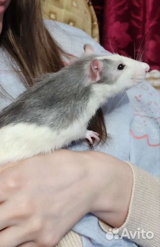 Передержка грызунов,попугаев,насекомых,улиток и др