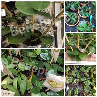 Хойя/стефания/адениум/дисхидия/Стефанотис/афеландр