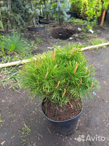 Сосна горная Пумилио