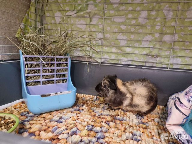 Передержка грызунов