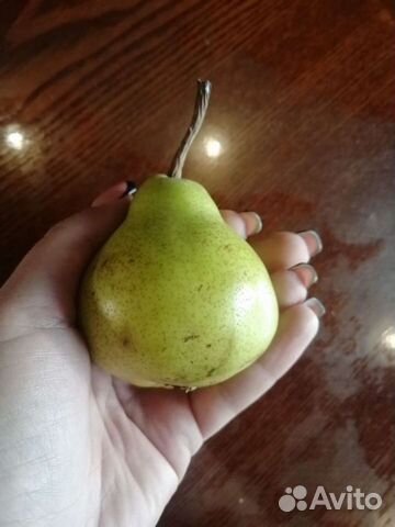 Саженцы крупноплодной груши