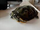Красноухая черепаха в добрые руки объявление продам