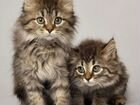 Сибирские котята, частный питомник объявление продам
