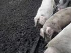 Продам свиней живым весом объявление продам