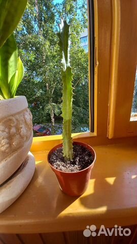 Эуфорбия тригона (кактус молочай)