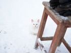 Белый кот и кошка объявление продам