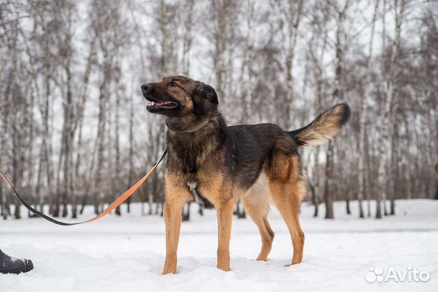 Послушной и нежной Зире нужен дом