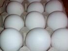 Яйцо инкубационное и цыплята Леггорнов