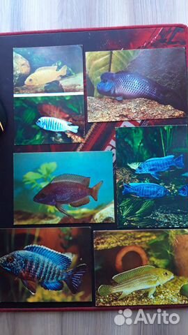 Рыбки аквариумные - набор открыток 25шт