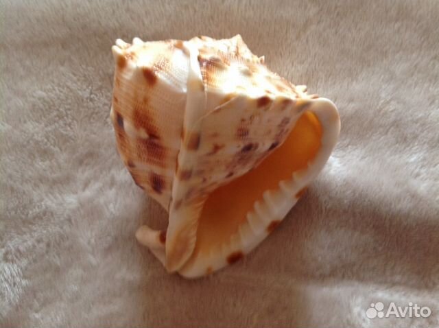 Крупная ракушка, для интерьера новая
