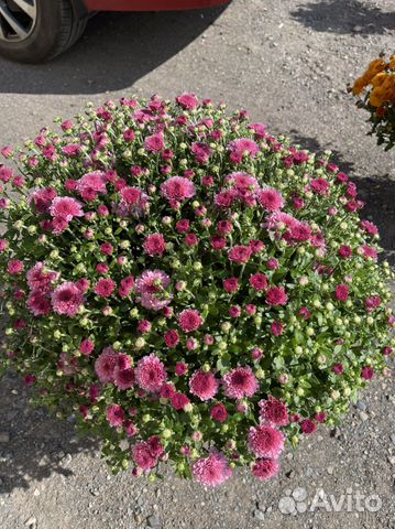 Хризантемы многолетние