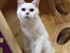 Мейн куны: кошка бесплатно и два котика объявление продам