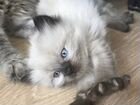 Невская маскарадная котенок